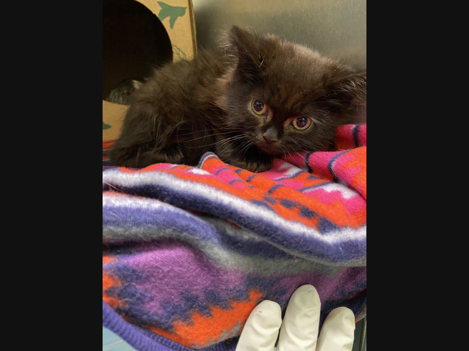 A Mastic woman was charged with animal abandonment after leaving her cats without care for two weeks, Suffolk County Society of Prevention to Cruelty to Animals Chief Roy Gross said.