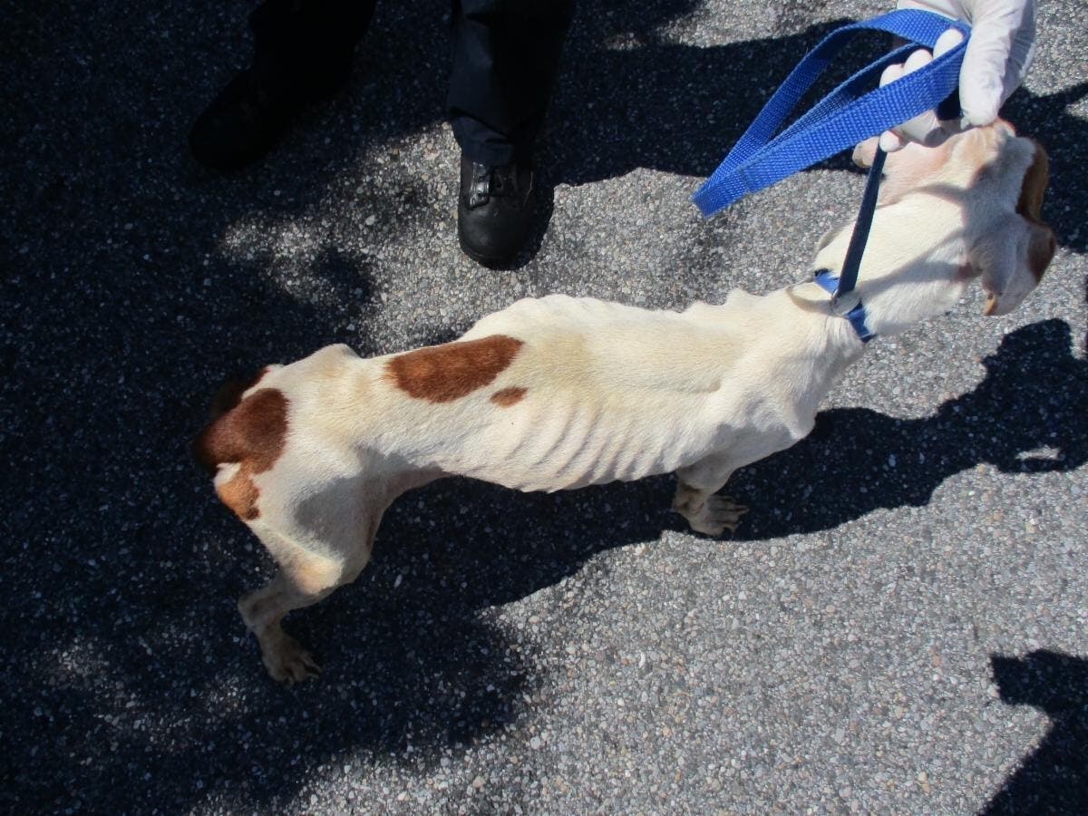 Reed Lewis, 29, of Patchogue, the former owner of his three-year-old pit bull, “Princess,” failed to provide necessary sustenance, including food and veterinary care, Suffolk SPCA investigators say.