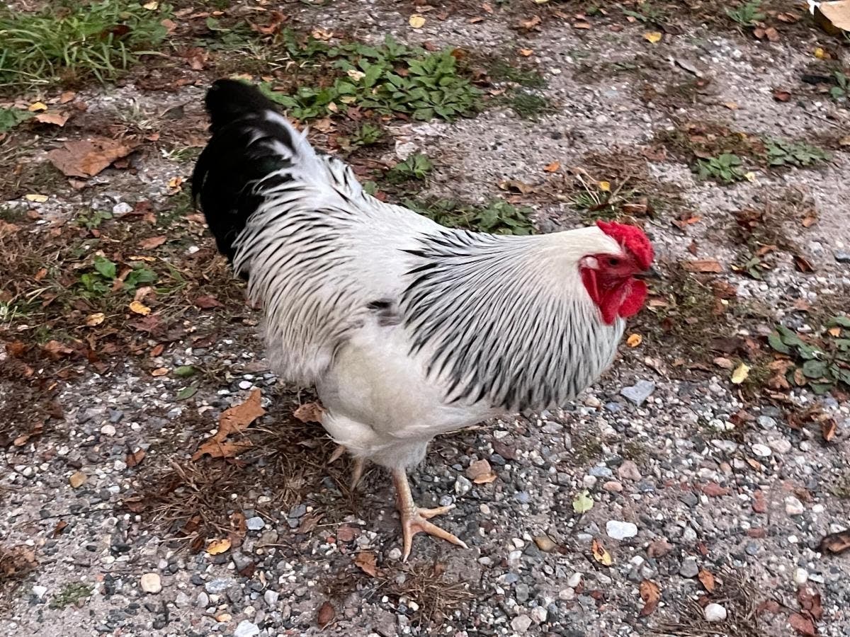 This young rooster was found apparently abandoned in Middle Island on Thursday.