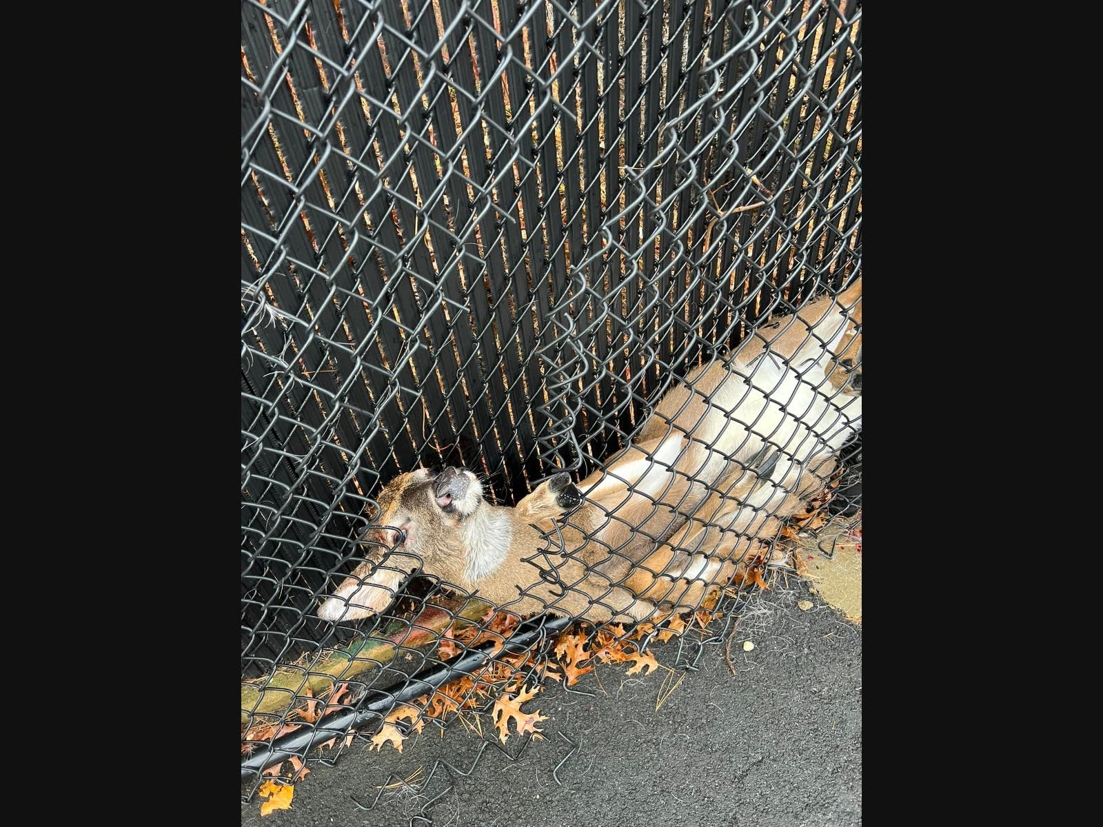 Long Island Animal Rescuers Help Doe Stuck Behind School's Fence ...