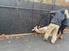 A doe became stuck between a residential fence and the fence behind Rocky Point High School on Wednesday.