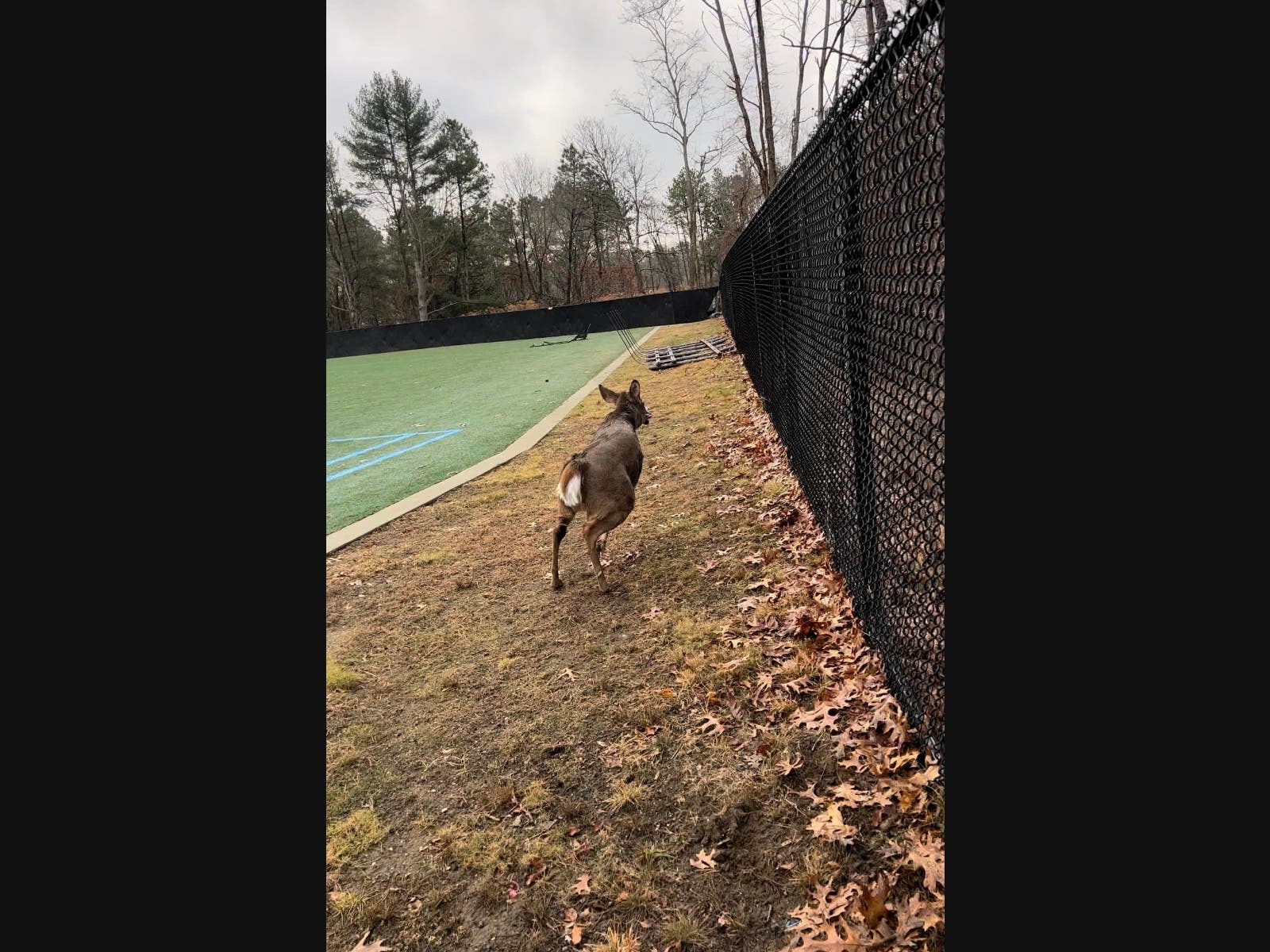 Long Island Animal Rescuers Help Doe Stuck Behind School's Fence ...