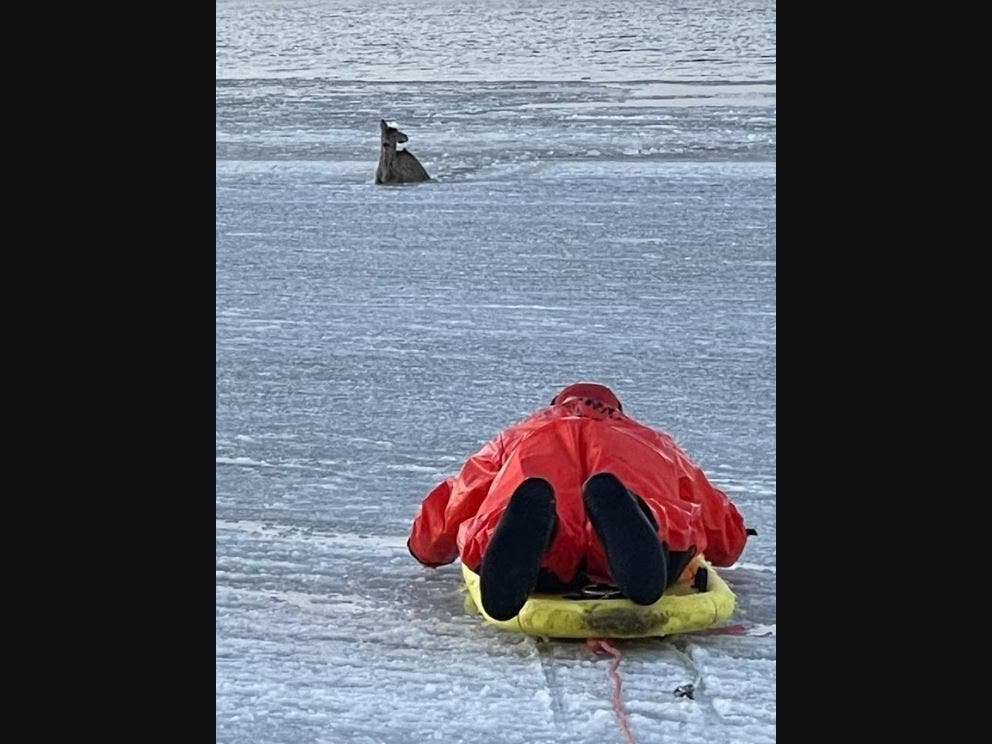 A deer was rescued from Narrow Bay between Mastic Beach and Shirley on Sunday.