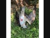 An osprey that officials said was shot by a Port Jefferson man.