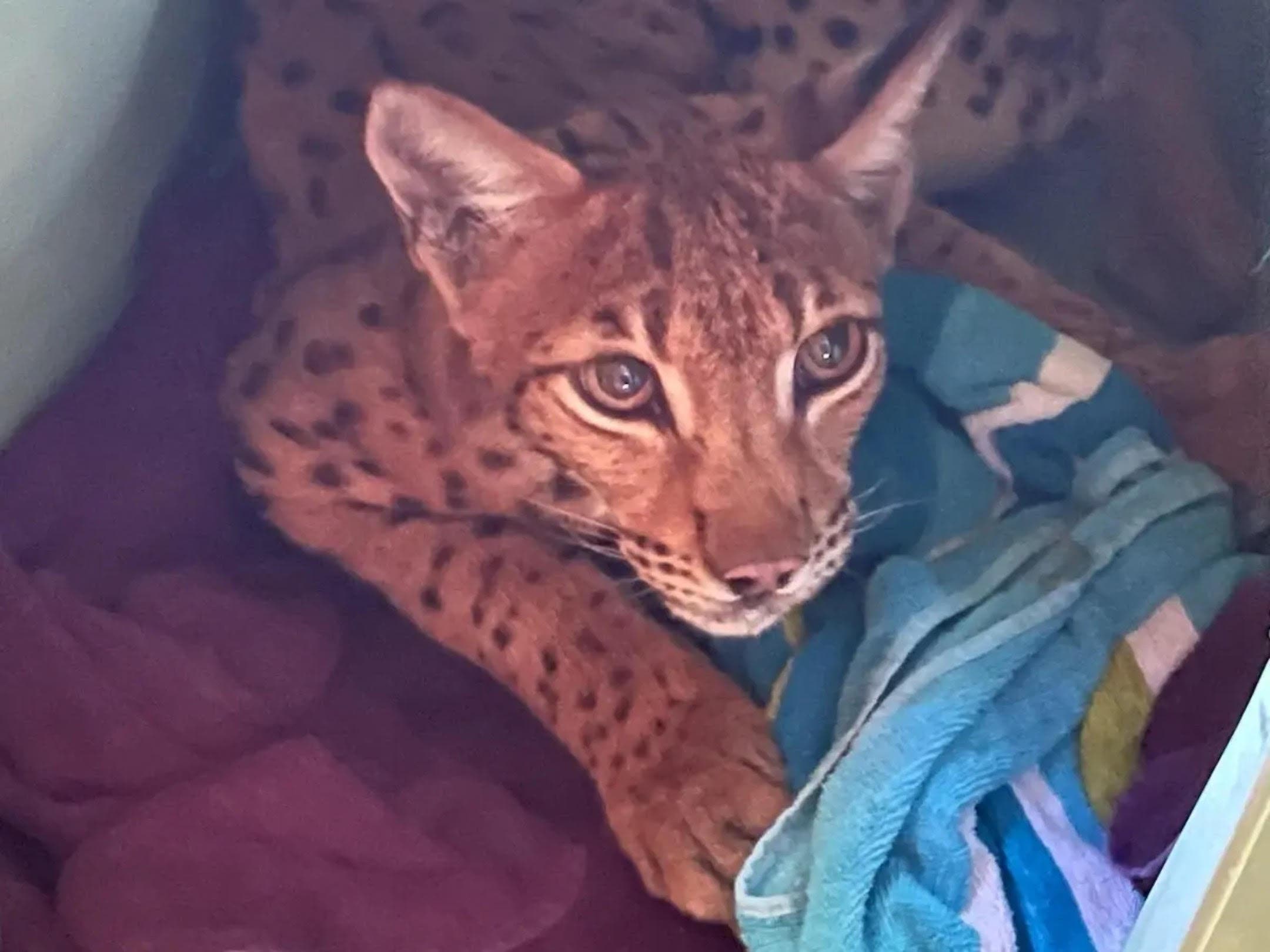 A Eurasian lynx found roaming in Central Islip has found a new home for the holidays at the Holtsville Ecology Center.Roy Gross / Suffolk County SPCA