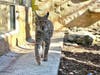 "Leonardo DiCatbrio, the Eurasian lynx found roaming in Central Islip over the summer, is settling into his new home at the Holtsville Ecology Center.