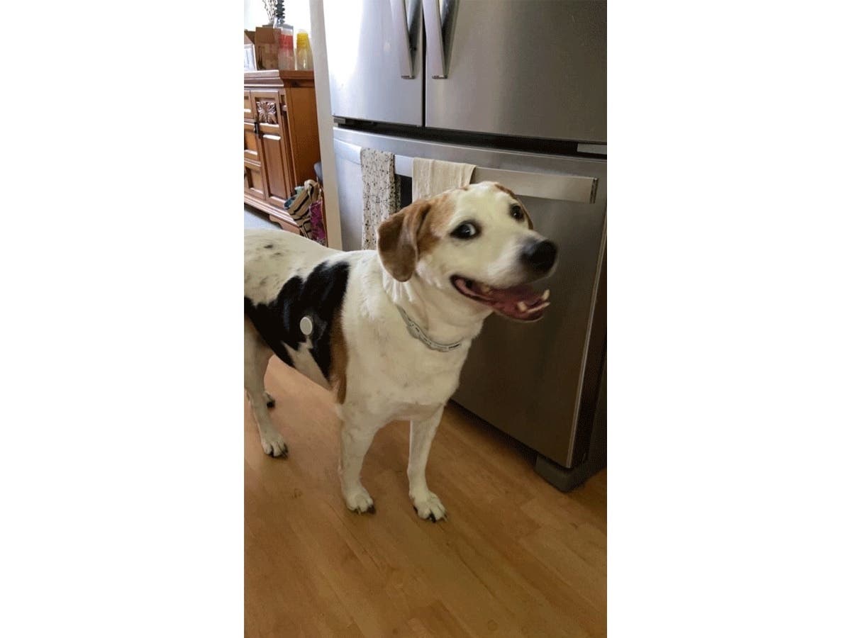 "Zeke" has been missing since Sunday. 