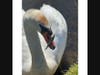 A swan with a hook in its beak was freed in Middle Island on April 10, the state's Department  of Environmental Conservation said.