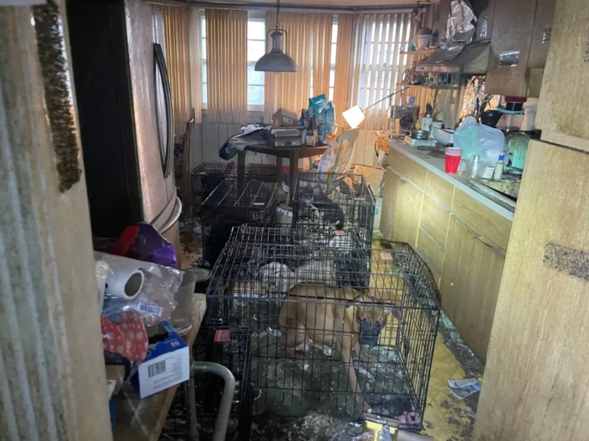 LI Woman Charged With 49 Animal Cruelty Counts: Court Docs | Sachem, NY ...