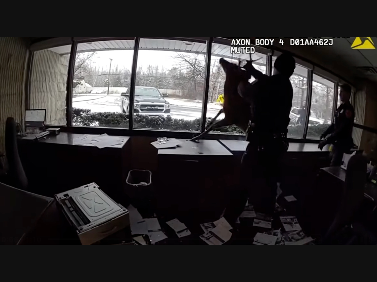 A buck that crashed through the window of bank was lassoed and returned to the wild in Ridge on Sunday afternoon.