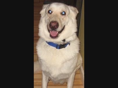 The investigation into the case of a Middle Island man, who held his dog down and repeatedly punched it last Spring, is ongoing, the Suffolk Society of Prevention of Cruelty to Animals said Monday.