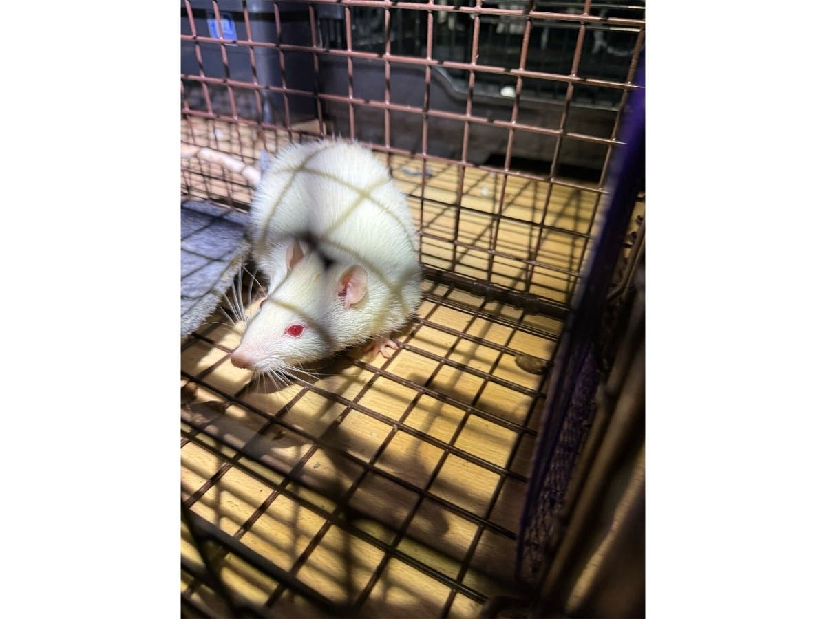 After a 10-week rescue operation, Strong Island Animal Rescue has caught its last pet rat inside a Rocky Point home.