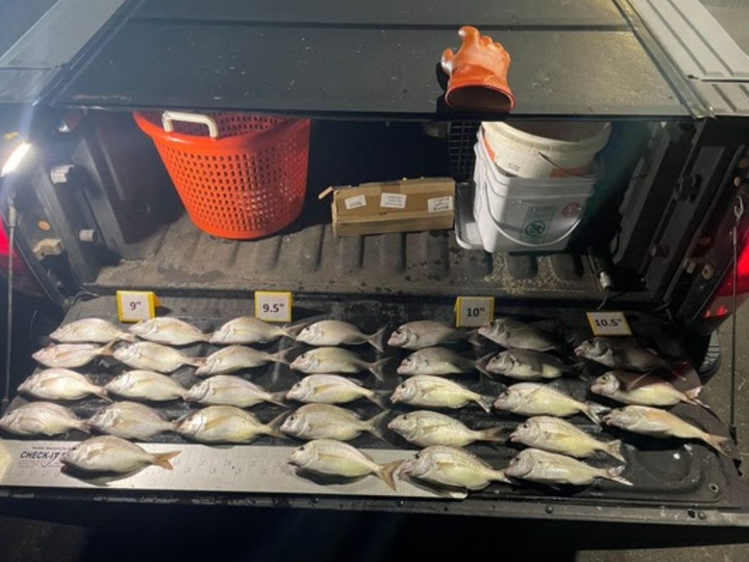 State Environmental Conservation Officers made one of two busts in Suffolk County for overfishing in Port Jefferson last month, officials said.