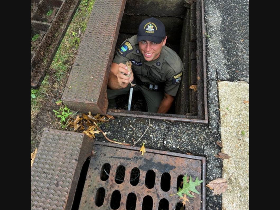 Baby Turkeys Carefully Scooped Up From Storm Drain, Returned To Mother Hen, By Officers On Long Island