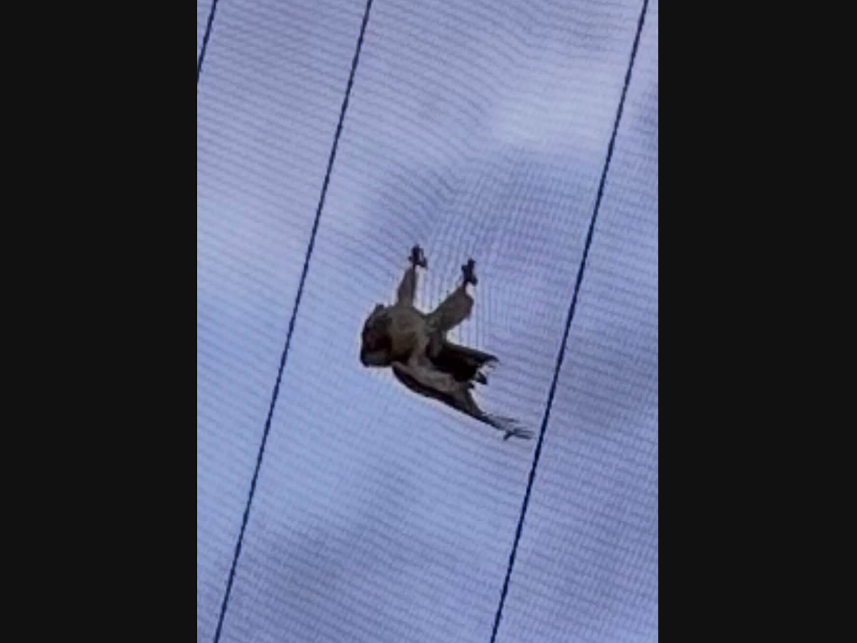 Local animal rescuers scrambled to help an osprey stuck in a net at Topgolf in Holtsville on Monday night — the second time in a week that an animal has become trapped at the location.