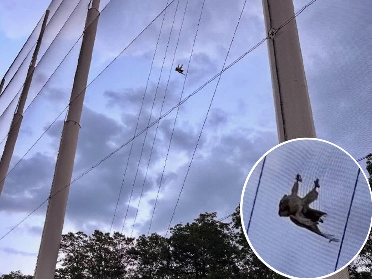 Osprey Trapped At Topgolf In Holtsville Frees Itself From Net, Flies Away