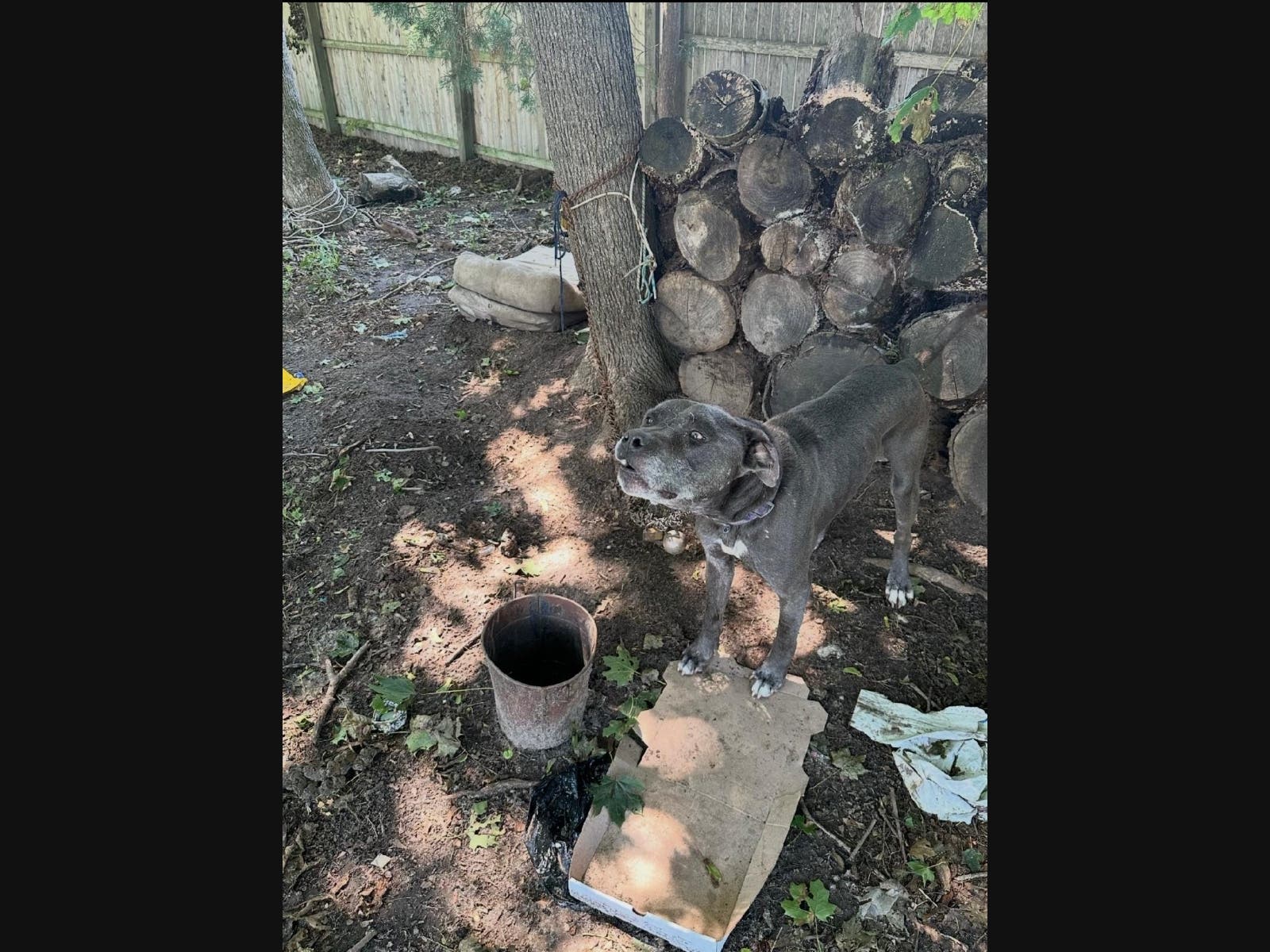 A Bellport resident has been charged with animal cruelty after an investigation into the neglect and abuse of a dog, Suffolk Society of Prevention of Cruelty to Animals Chief Roy Gross said Wednesday.