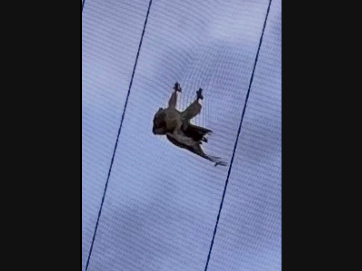 In light of community concerns about more raptors becoming trapped in the netting at Topgolf in Holtsville, the state Department of Environmental Conservation officials say they are willing to explore any potential solutions.