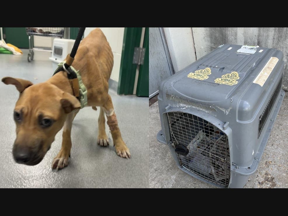 Suffolk investigators are seeking the public’s help in identifying the person or persons who abandoned a malnourished dog in Shirley on Aug. 24.