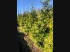 St. Teresa of Avila Church in Summit has planted dozens of trees at its cemetery as part of a program that aims to ultimately plant 500 trees on the parish’s church, school, and cemetery grounds. 