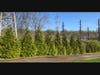 St. Teresa of Avila Church in Summit has planted dozens of trees at its cemetery as part of a program that aims to ultimately plant 500 trees on the parish’s church, school, and cemetery grounds. 