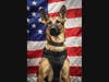 K-9 Niki- Military
