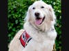 Sampson- Service and Guide