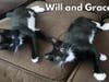 Will and Grace are a pair of gorgeous 13-week old tuxedo sibling kittens available for adoption from K's Kitten Rescue in Ocean County, NJ. 