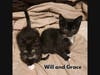 Will and Grace are a pair of gorgeous 13-week old tuxedo sibling kittens available for adoption from K's Kitten Rescue in Ocean County, NJ. 