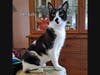 Delilah, a petite black and white young adult currently up for adoption from K's Kitten Rescue of Ocean County, has been in foster for over a year and really needs a furever home.