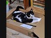 Delilah, a petite black and white young adult currently up for adoption from K's Kitten Rescue of Ocean County, has been in foster for over a year and really needs a furever home.