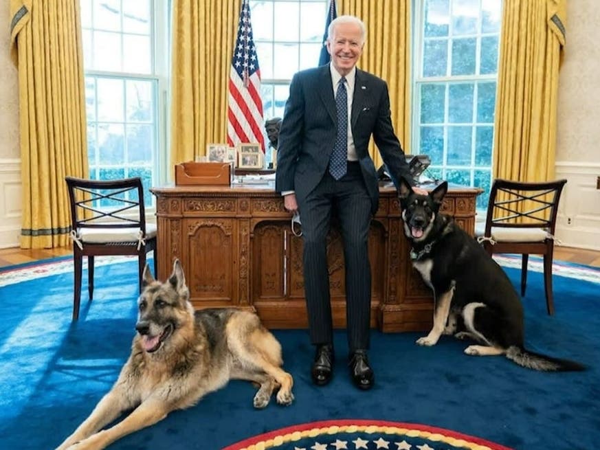 President Joe Biden and first lady Jill Biden’s dog Major, shown on the right, will undergo training after two biting incidents.