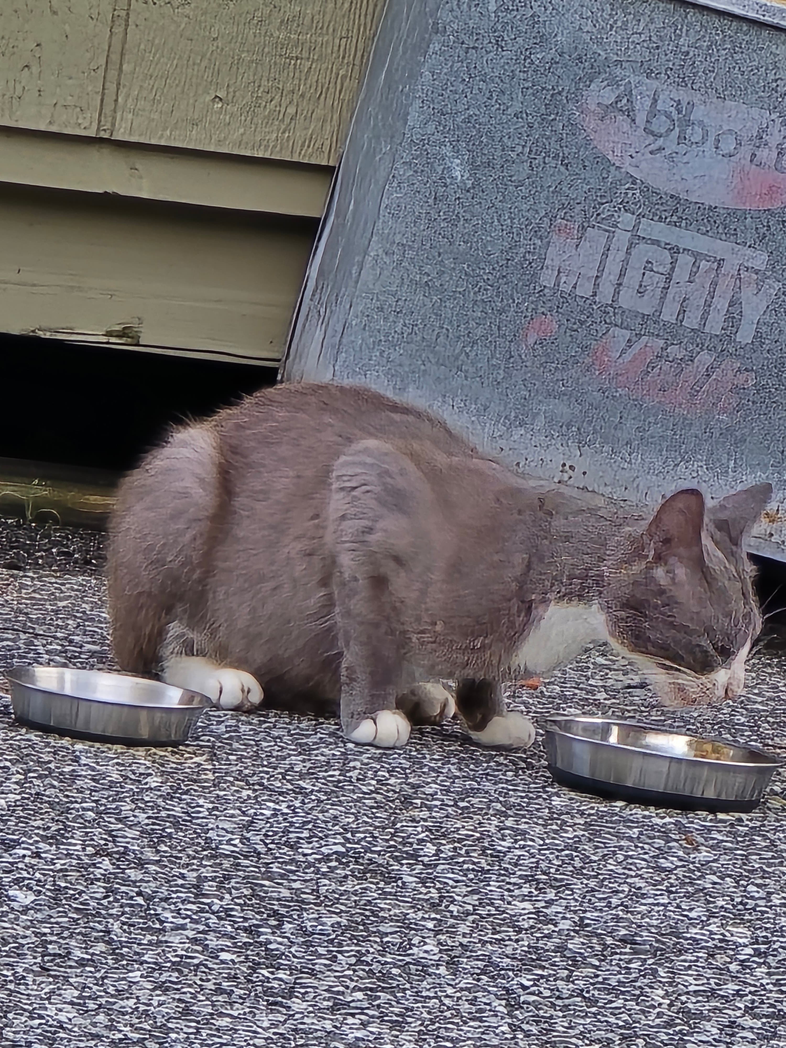 Cat family