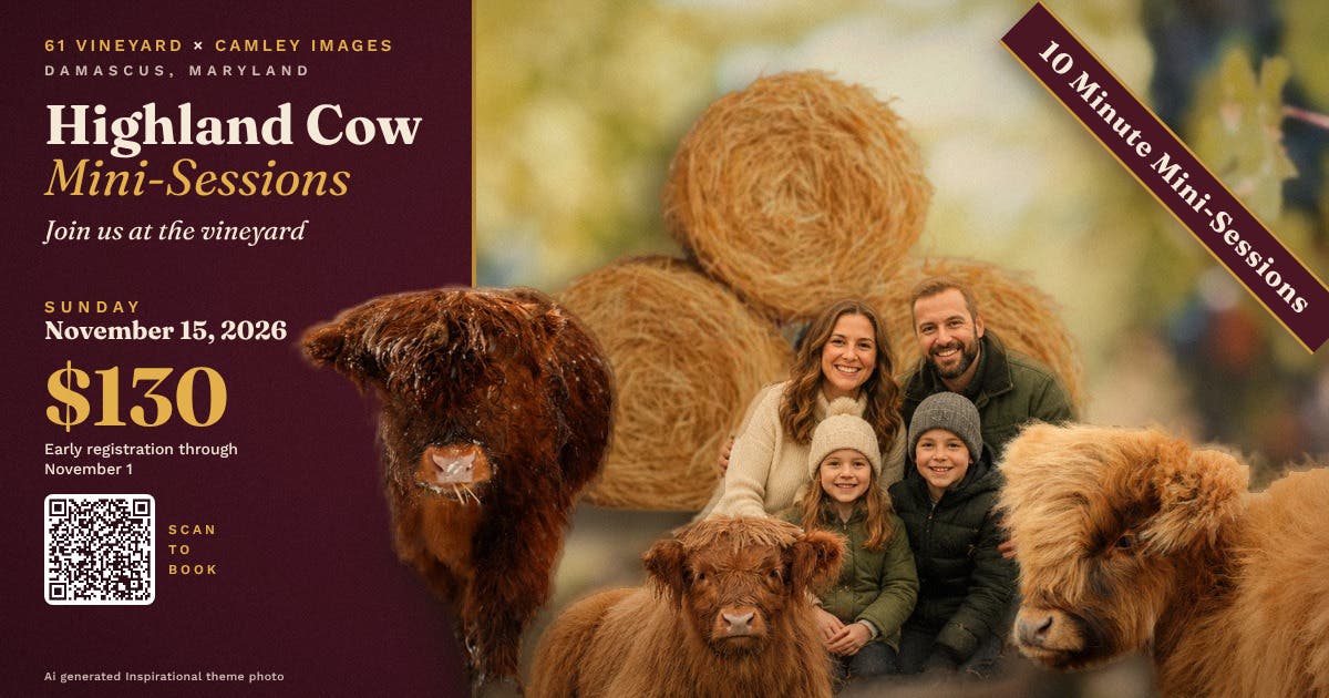 Mini Photo Sessions with Highland Cows