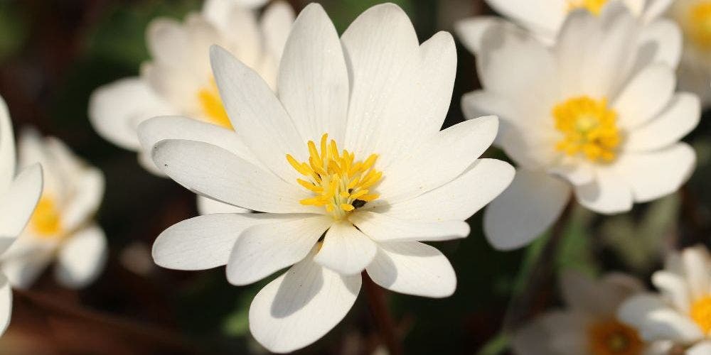 Spring Ephemerals Garden Tour