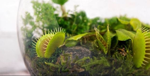 Carnivorous Plant Workshop