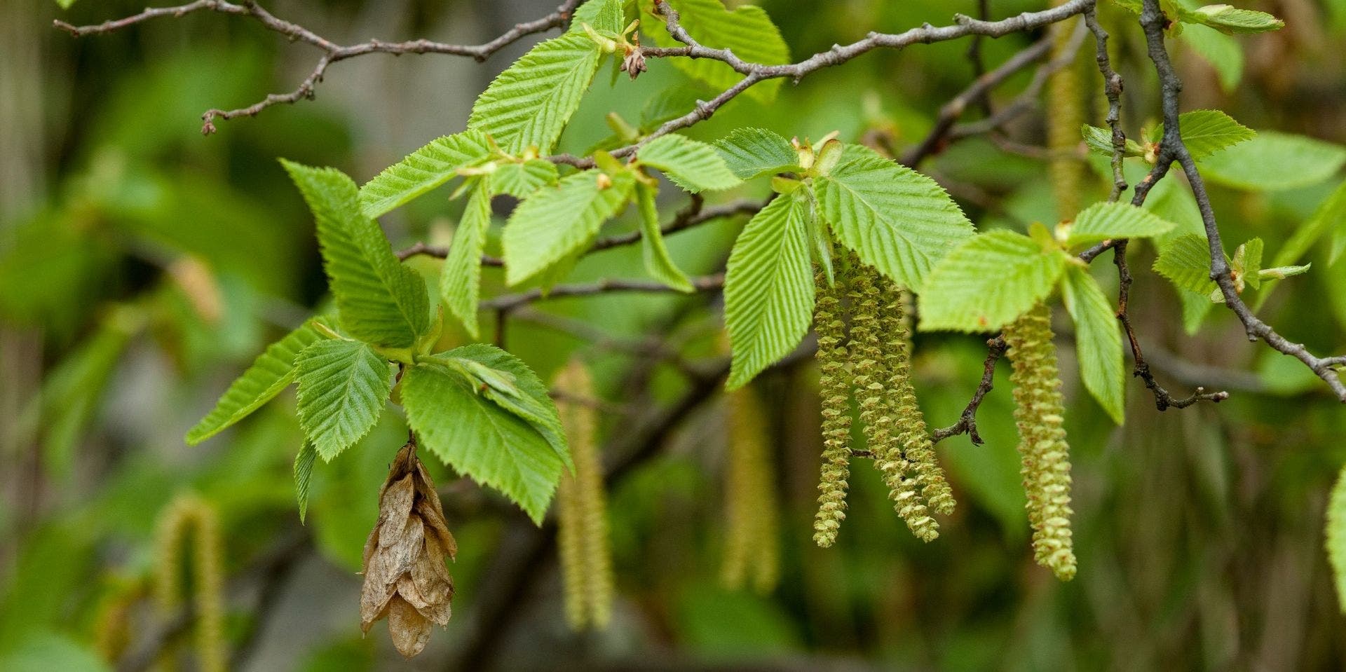 Spring Arboretum Tour