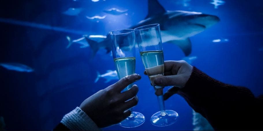 Shark Tunnel of Love (21+)