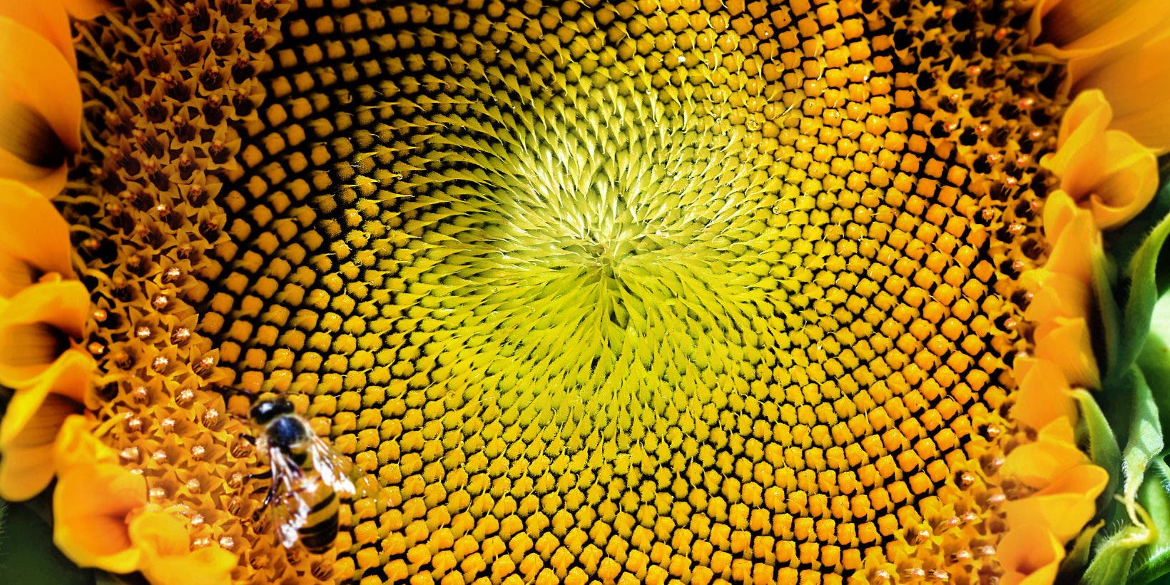 Garden Macro Photography Workshop