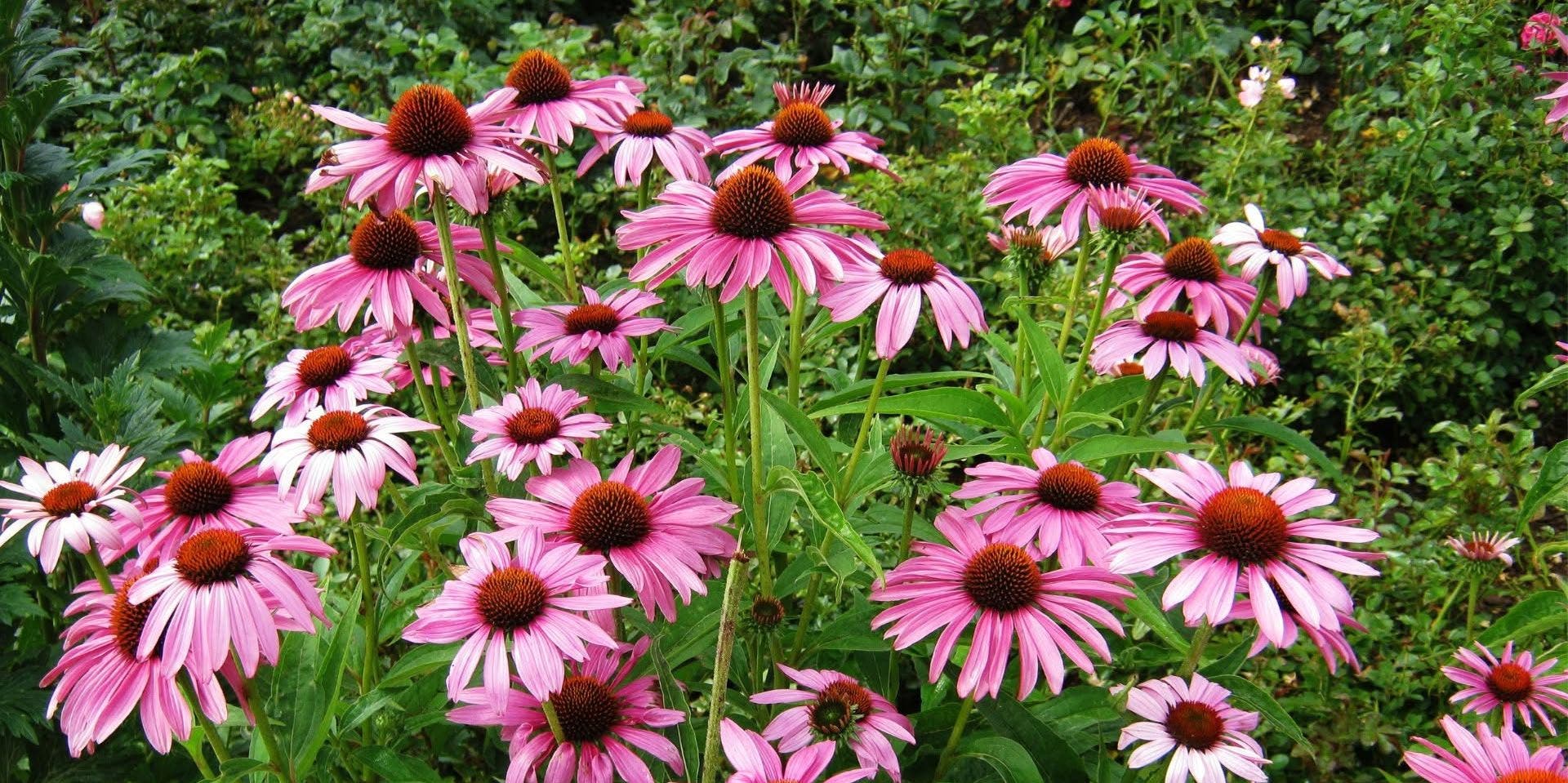 Native Plants Garden Tour