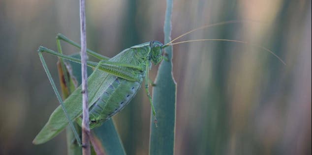 Singing Insect Twilight Tour