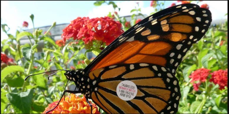 Monarch Tagging - FREE Drop-In Program