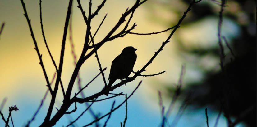 Night Birding and Critter Walk