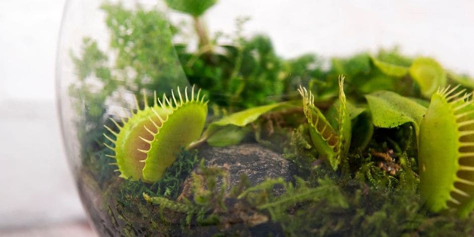 Carnivorous Bog Workshop