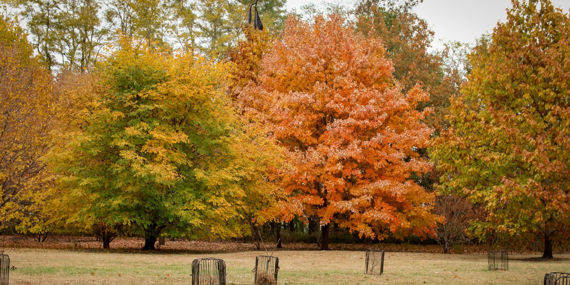 Fall Arboretum Tour