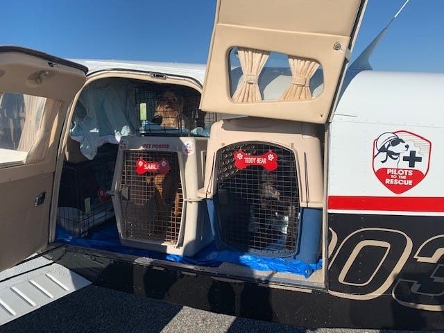 Pilots to the Rescue, in partnership with the Best Friends Animal Society, will fly 40 cats from Fredericksburg to New Jersey on Tuesday. 