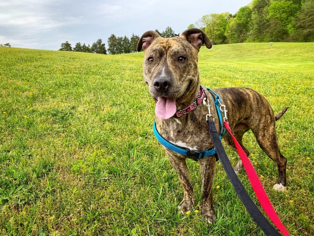 Maxie is celebrating her one year anniversary with the Fredericksburg SPCA, but she still needs a forever home. 
