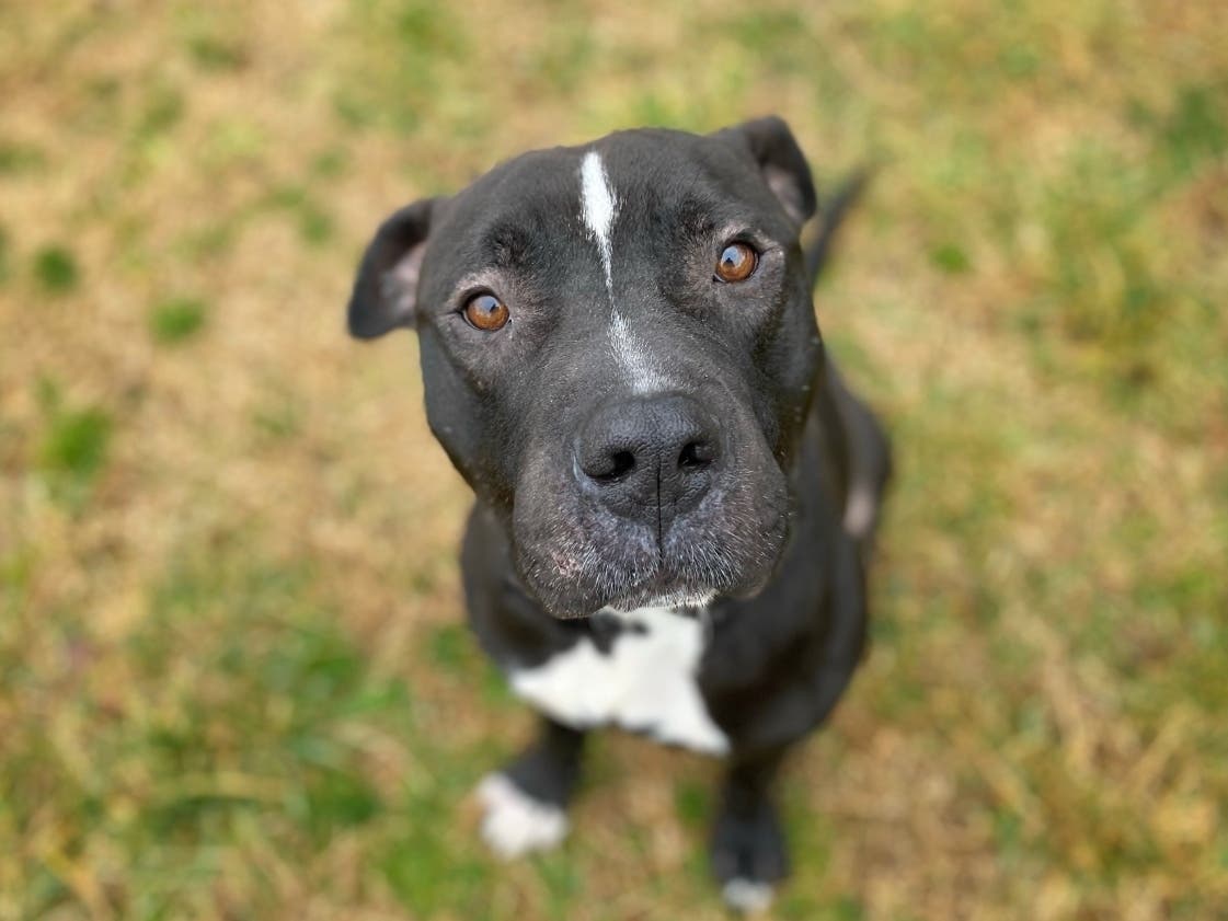 Butch has been at the Fredericksburg SPCA since January, and he's ready to find a family!