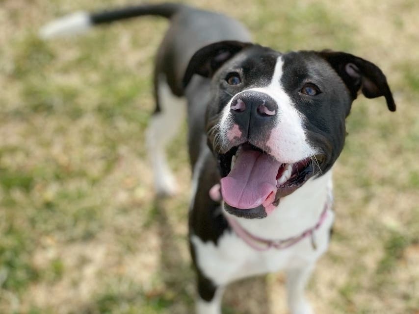 Jada just turned one year old, and she's ready to find a family to call her own. 