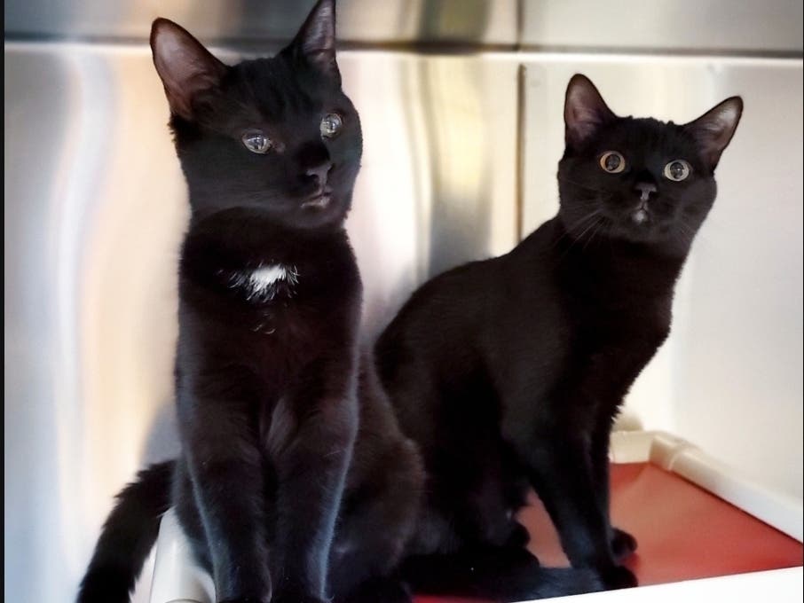 Diane and Darcy are a pair of playful black cats who are looking to be adopted. 